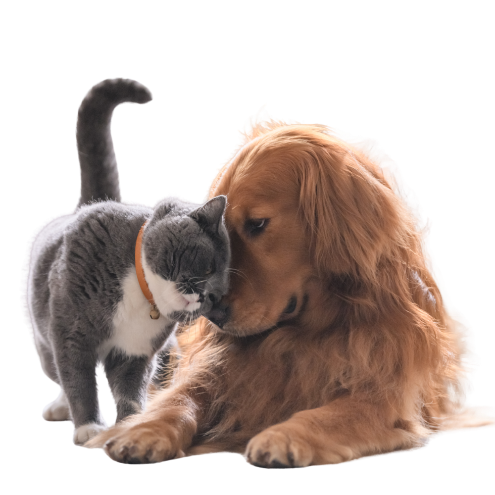 Cachorro e gato juntos